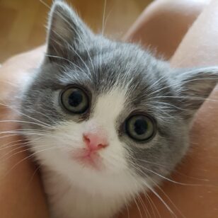 Fotka Kočička Honey